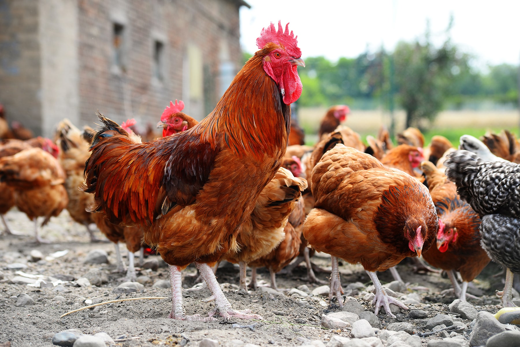 start a poultry farming business in Nigeria