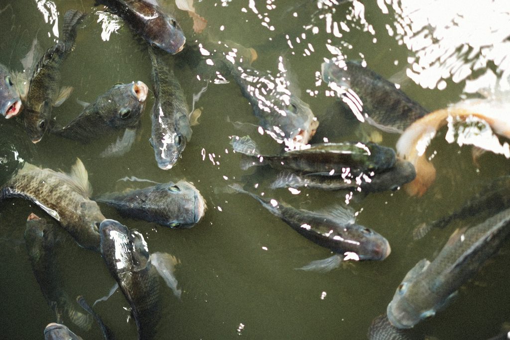 literature review on fish farming in nigeria