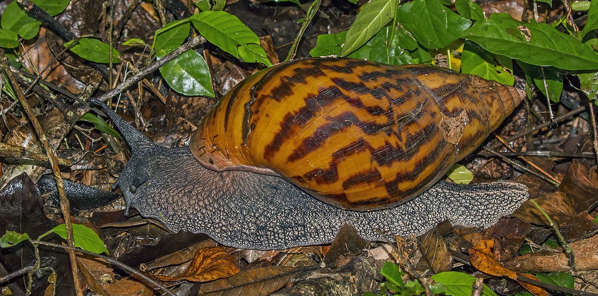 giant African Tiger snail