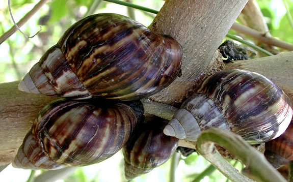 snail rearing business plan in nigeria